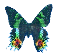papillon.gif