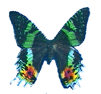 http://www.gouvi.com/mada/mada/images/papillon.gif