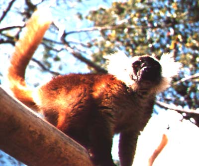 lemur4.jpg